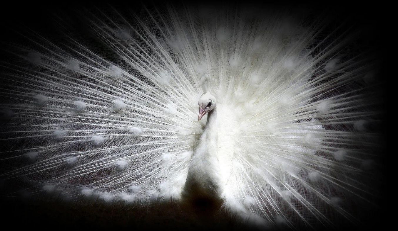 Smart Tivi OLED LG 4K 83 inch 83C2PSA